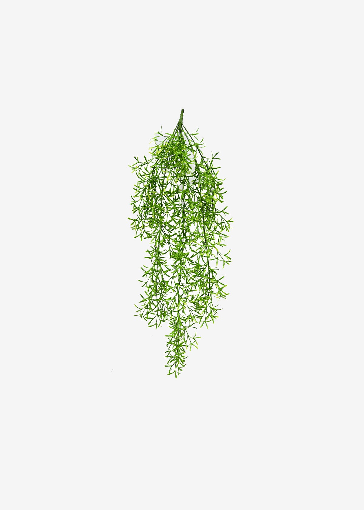 Asparagus