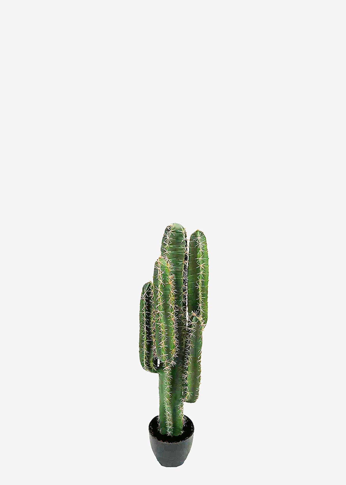 Arizona Cactus