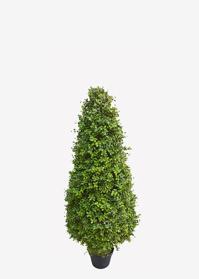 Boxwood Cone Topiary