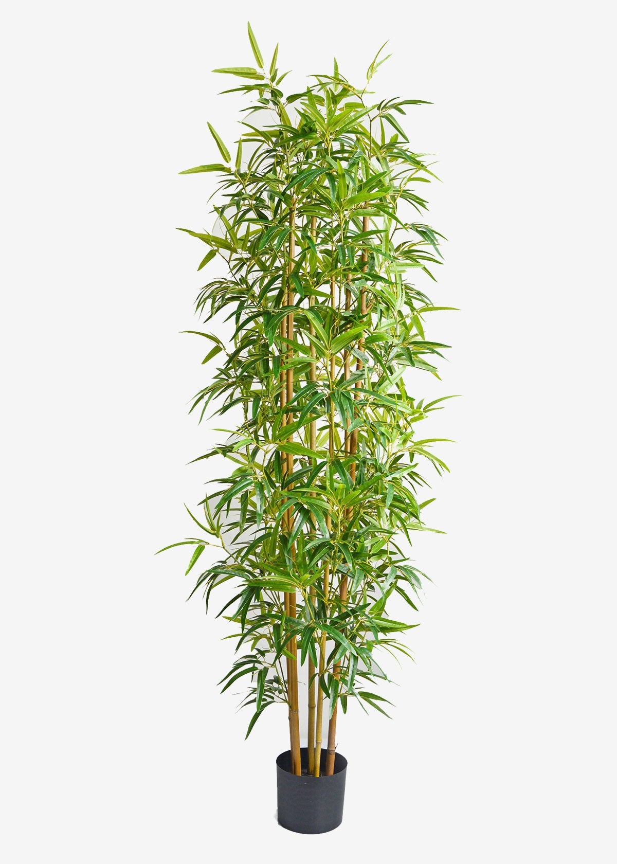 Artificial Bamboo Thai Gold Perfect Plants Australia 1.8m