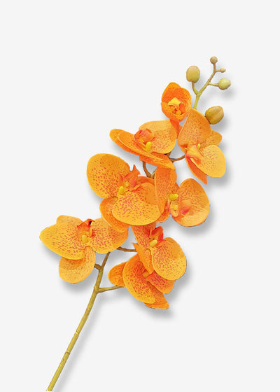 Phalaenopsis Orchid orange