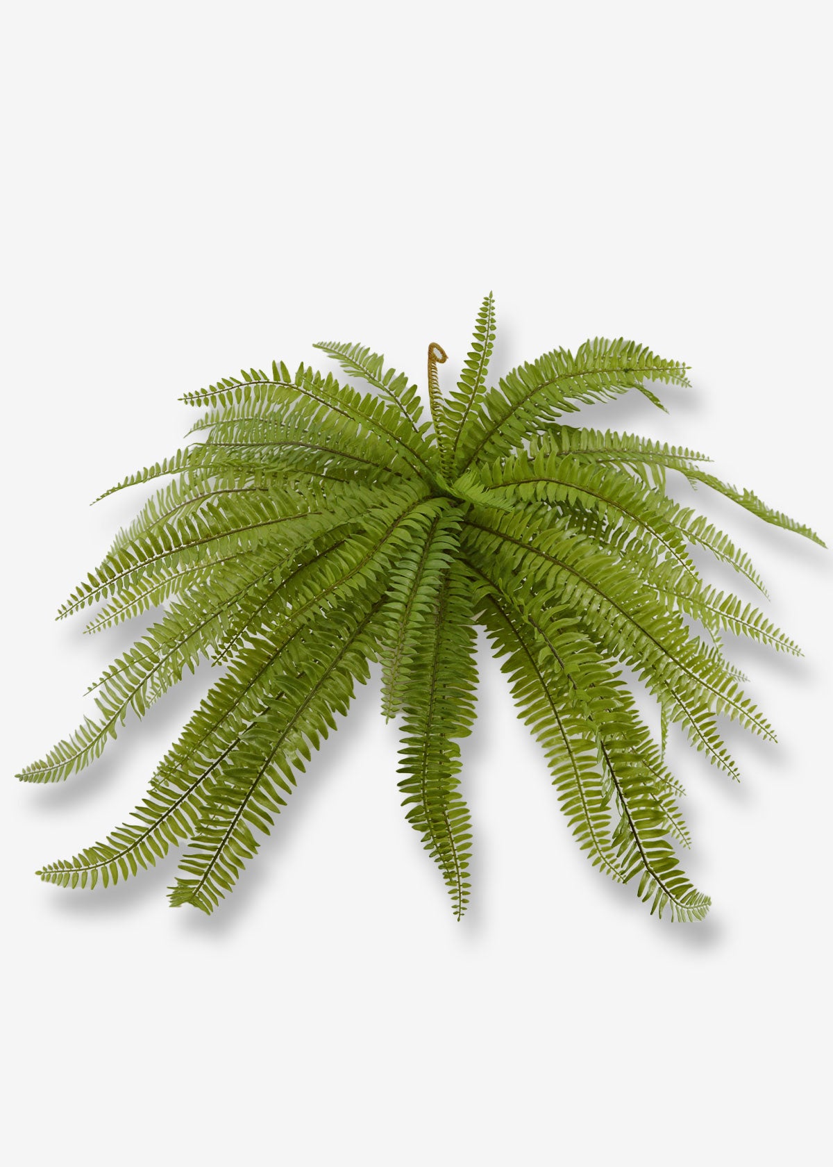 Artificial Boston Fern