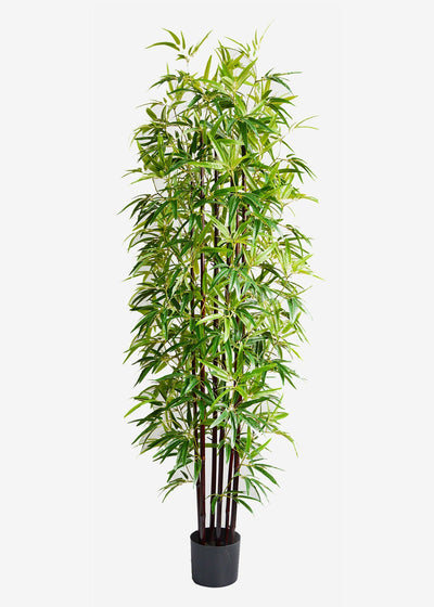 Artificial Bamboo Thai Monsoon 1.8m Perfect plants Australia