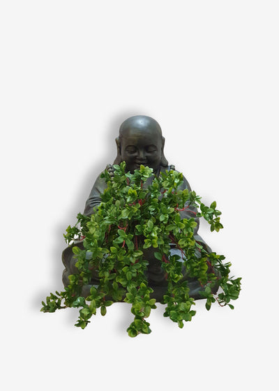 Happy Buddha