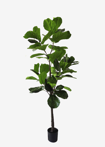 Artificial Fiddle Leaf Fig Perfect Plants Australia 1.8m