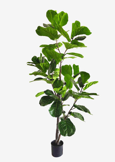 Artificial Fiddle Leaf Fig Perfect Plants Australia 1.9m