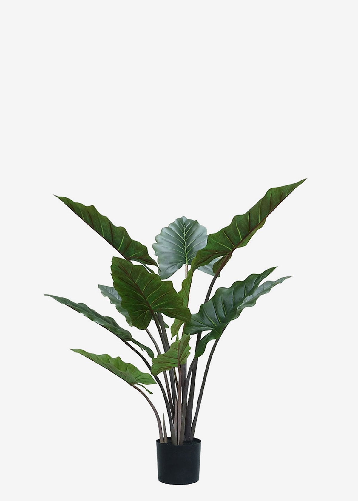 Artificial Alocasia Dragon Wings Perfect Plants Australia