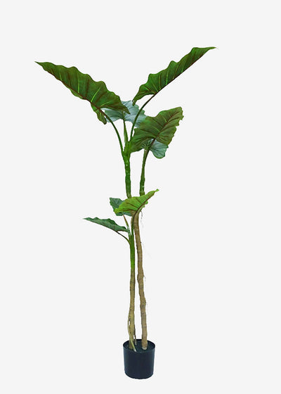 Artificial Alocasia Dragon Wings Perfect Plants Australia 1.8m