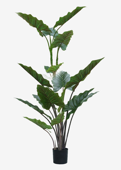 Artificial Alocasia Dragon Wings Perfect Plants Australia 1.9m