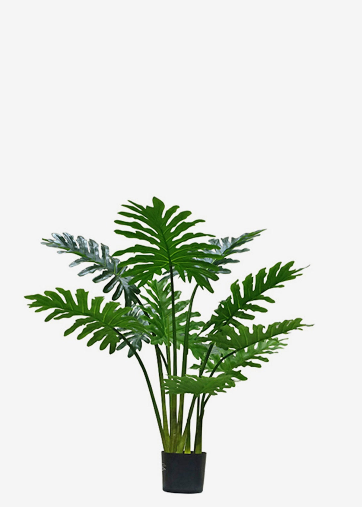 philodendron giant leaf Philodendron Giant Leaf – Perfect Plants