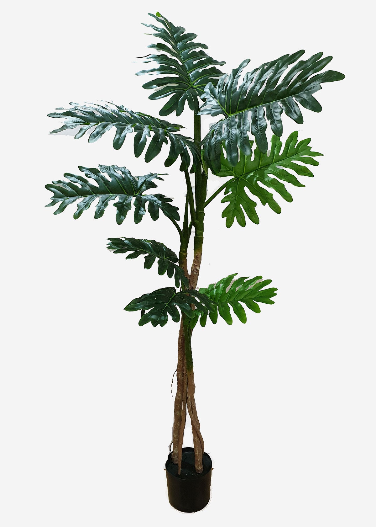 Philodendron Giant Leaf