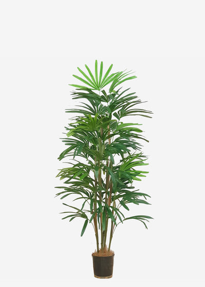 Perfect Plants Artificial Rhapis Palm 1.5m