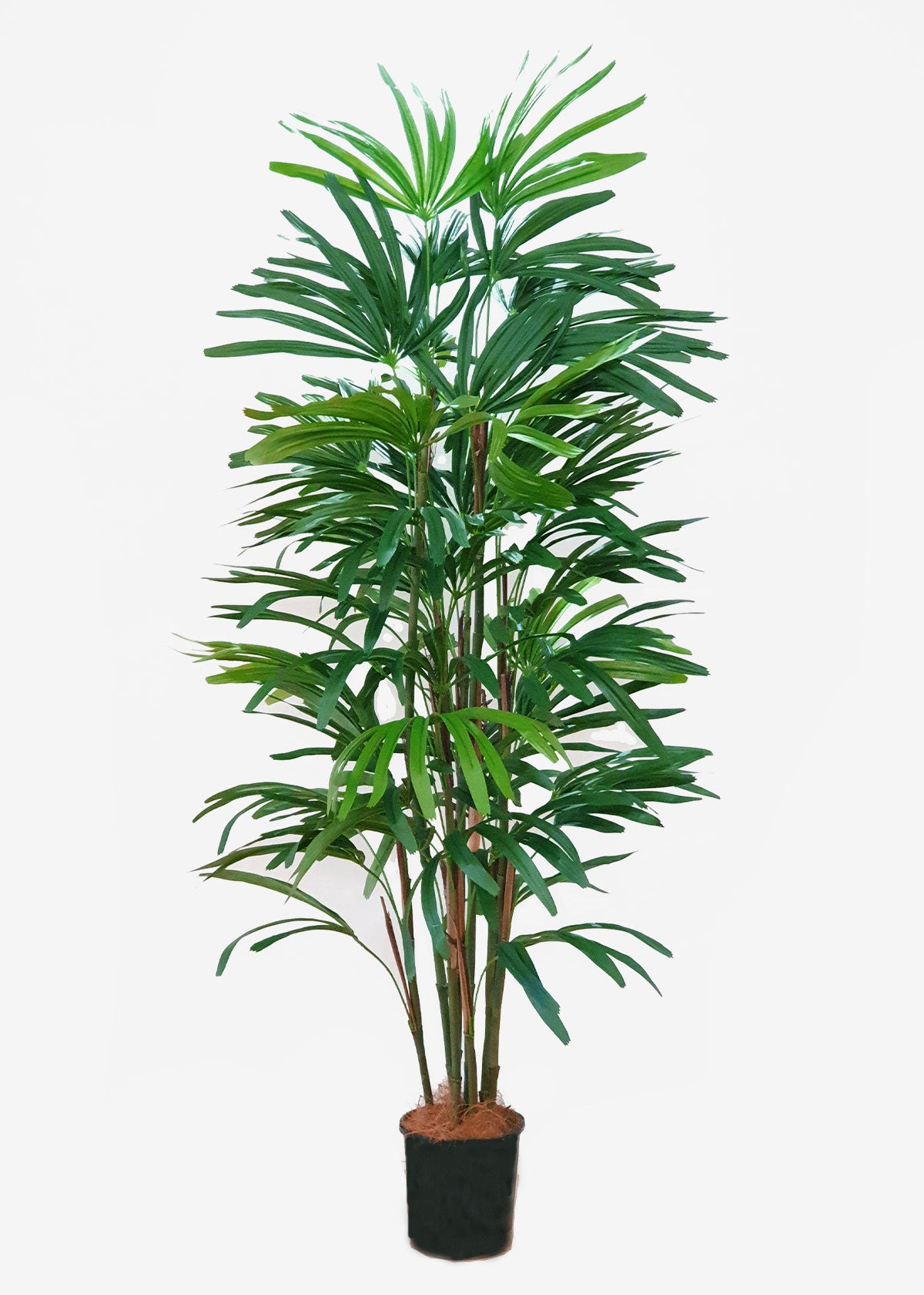 Perfect Plants Artificial Rhapis Palm 1.8m