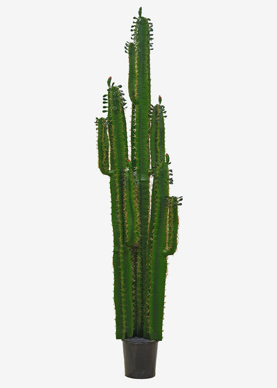 Perfect Plants CACTUS 2m