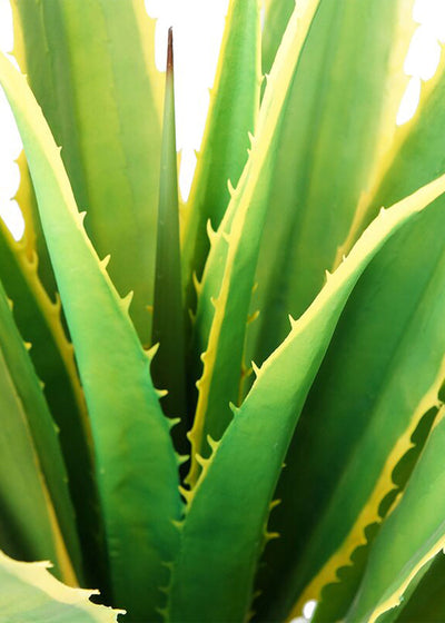 Artificial Yucca Variegated