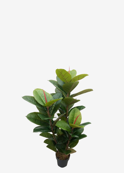 Perfect Plants Artificial Rubber Plant 