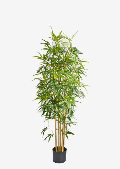 Artificial Bamboo Thai Gold Perfect Plants Australia 1.5m