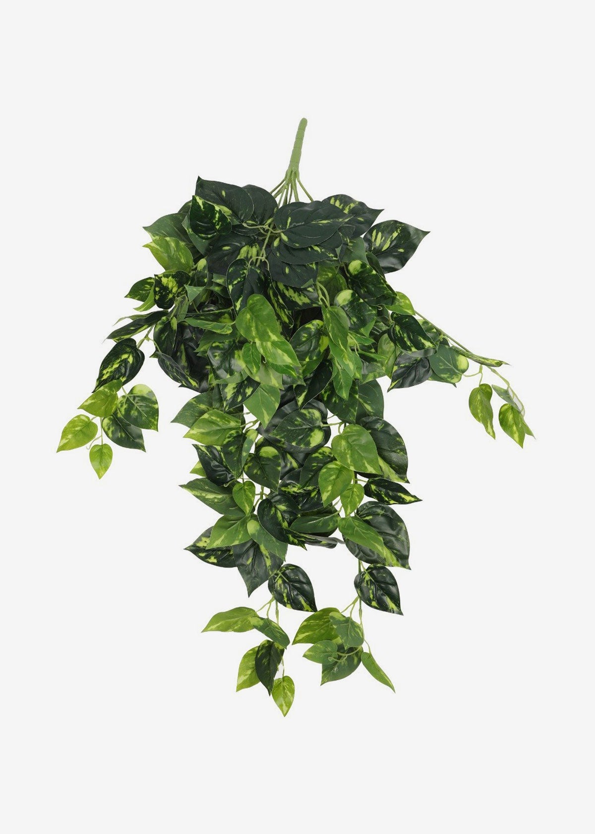 Pothos Trailing Variegated