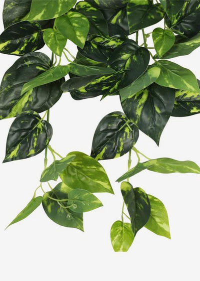 Pothos Trailing Variegated