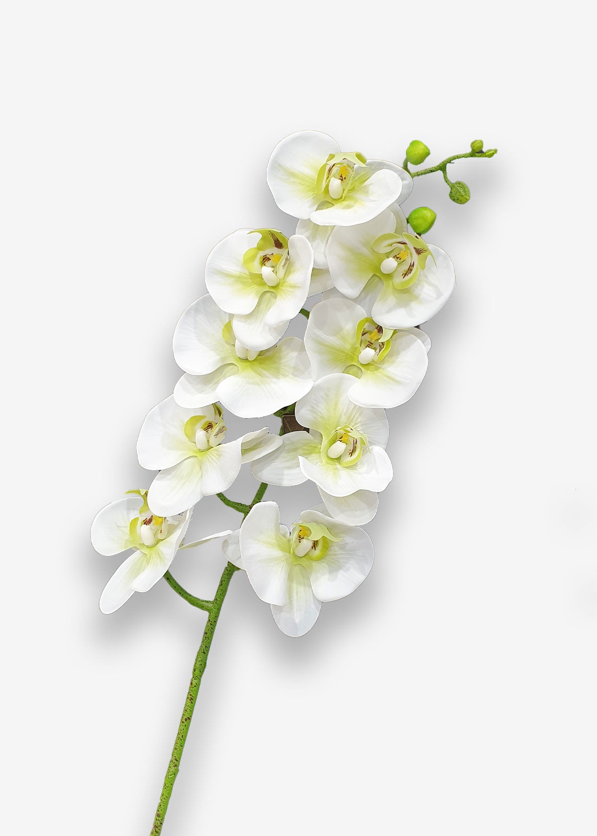 Phalaenopsis Orchid white