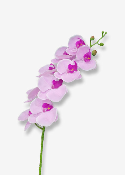 Phalaenopsis Orchid Stem