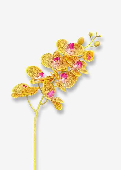 Phalaenopsis Orchid yellow