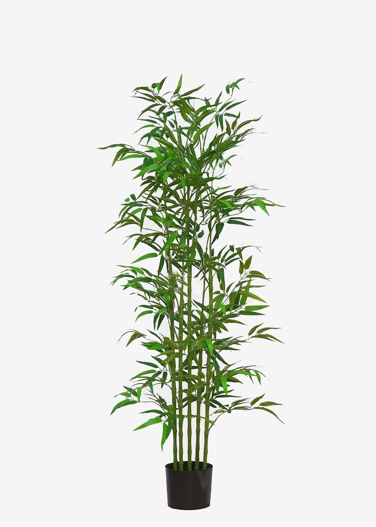 Bamboo Tree