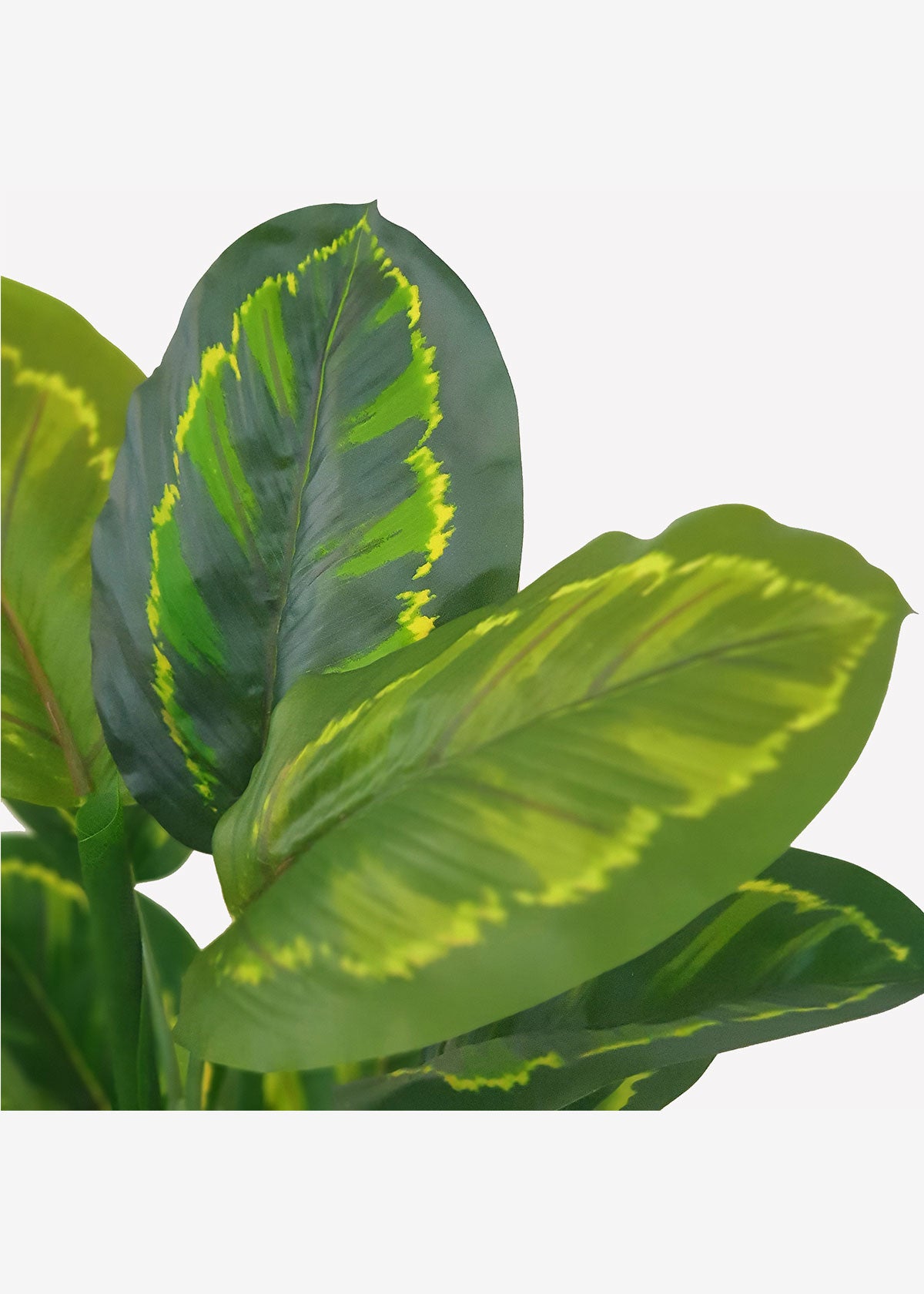 Calathea Peacock Plant