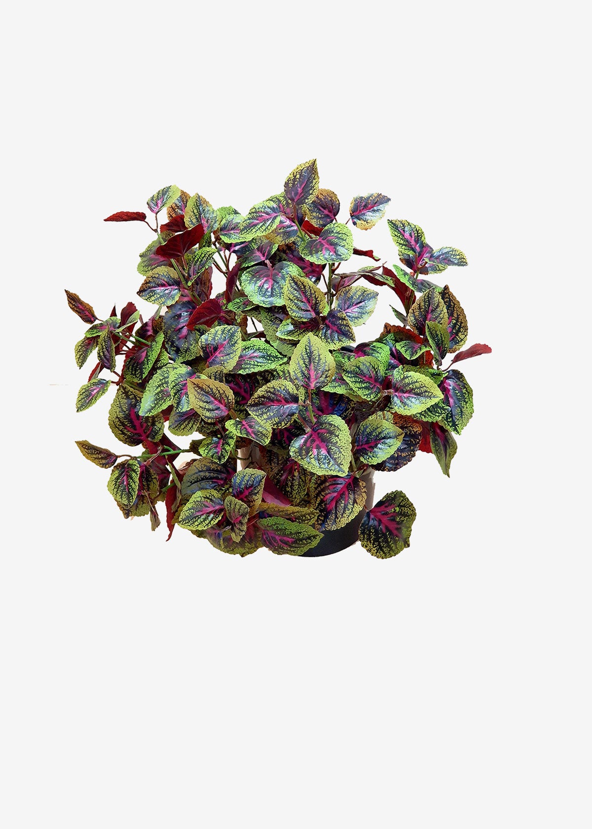 Coleus Bush