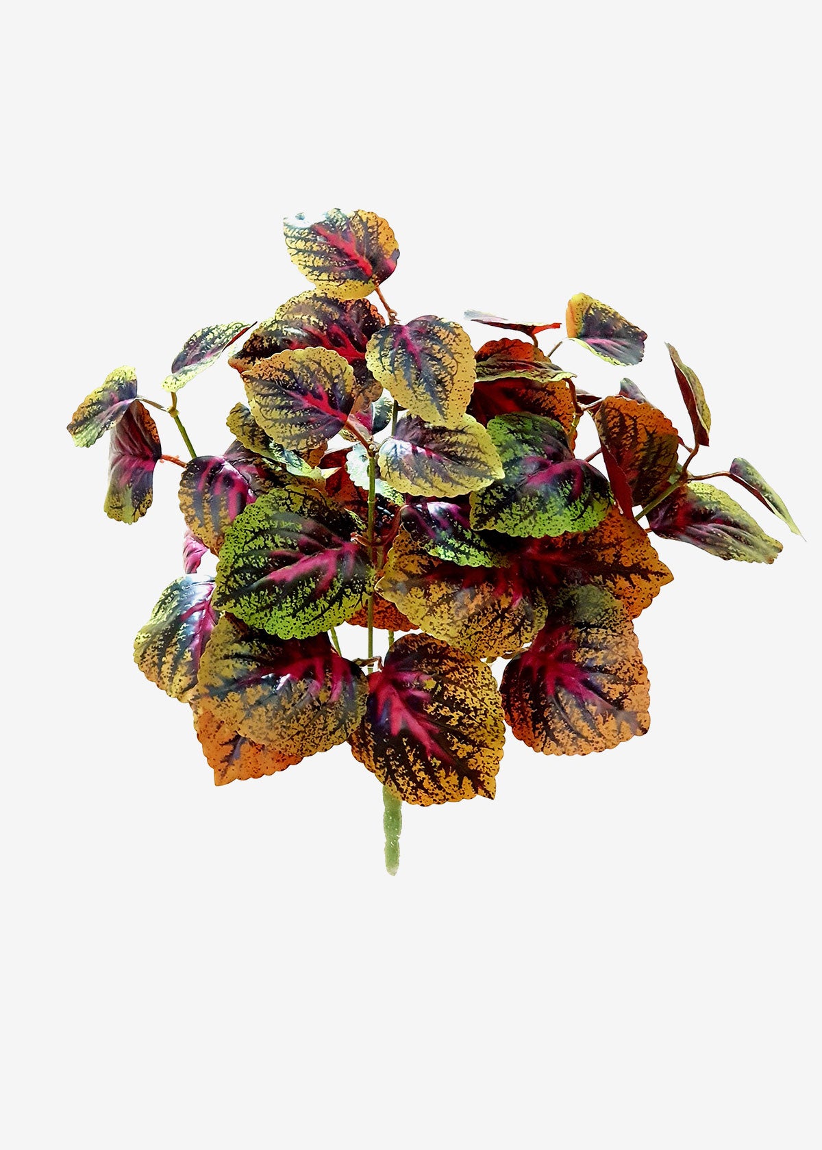 Coleus Bush