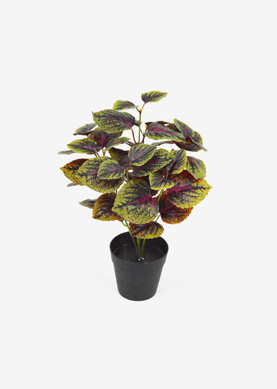 Coleus Bush