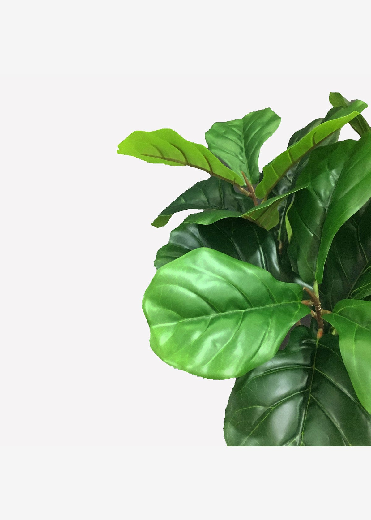 Fiddle Leaf Fig