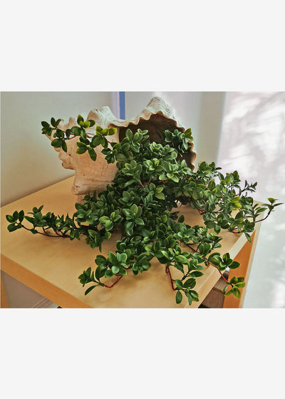 Jade Plants