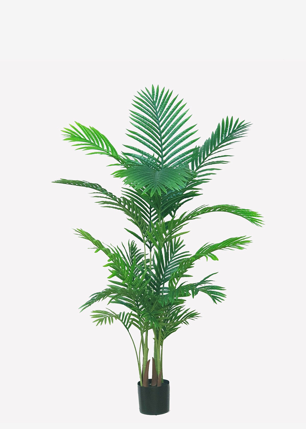 Kentia Palm