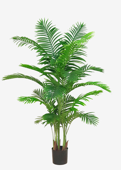 Kentia Palm