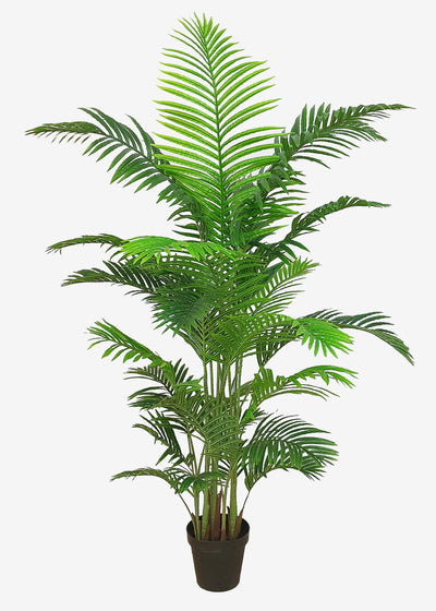 Kentia Palm