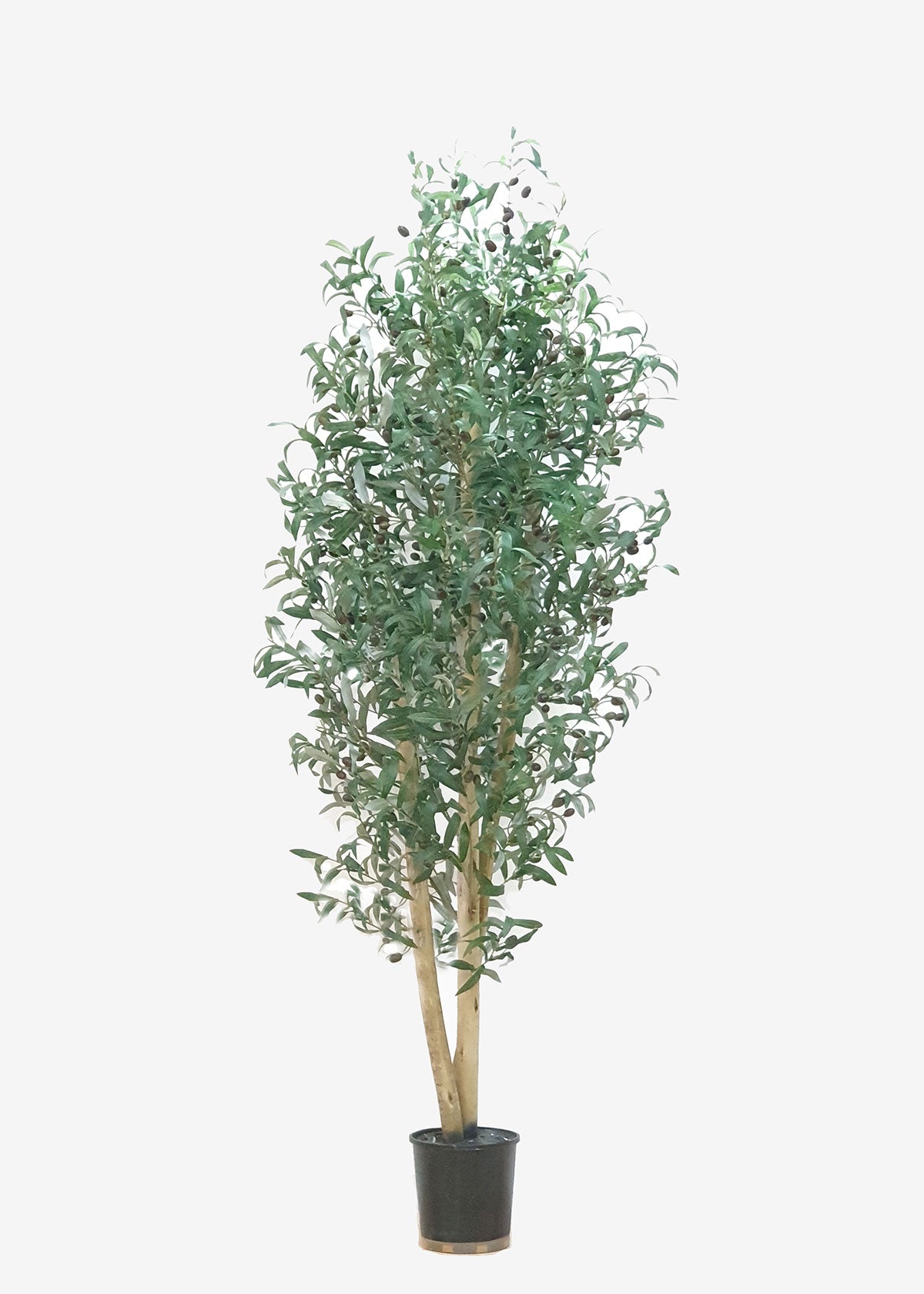 Olive Tree