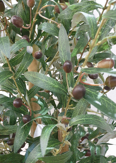 Olive Tree