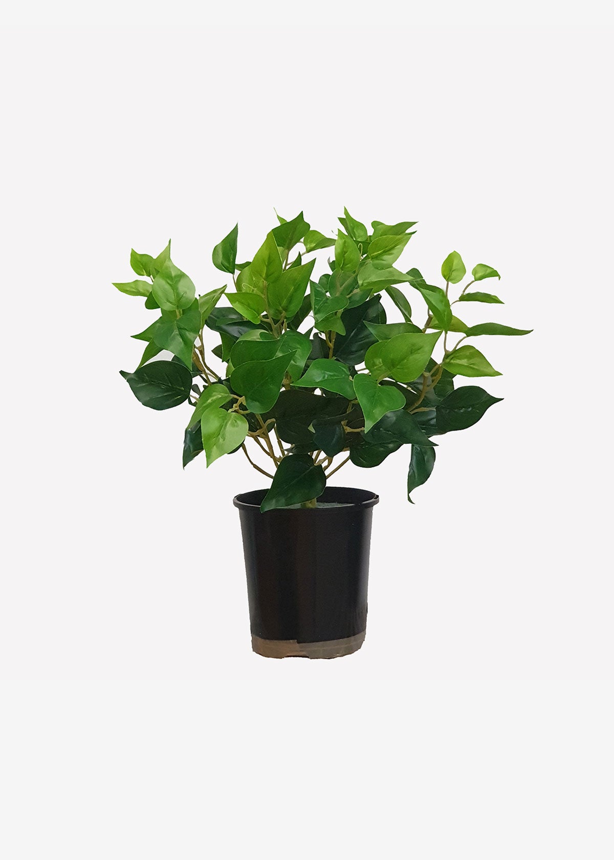 Philodendron Bush