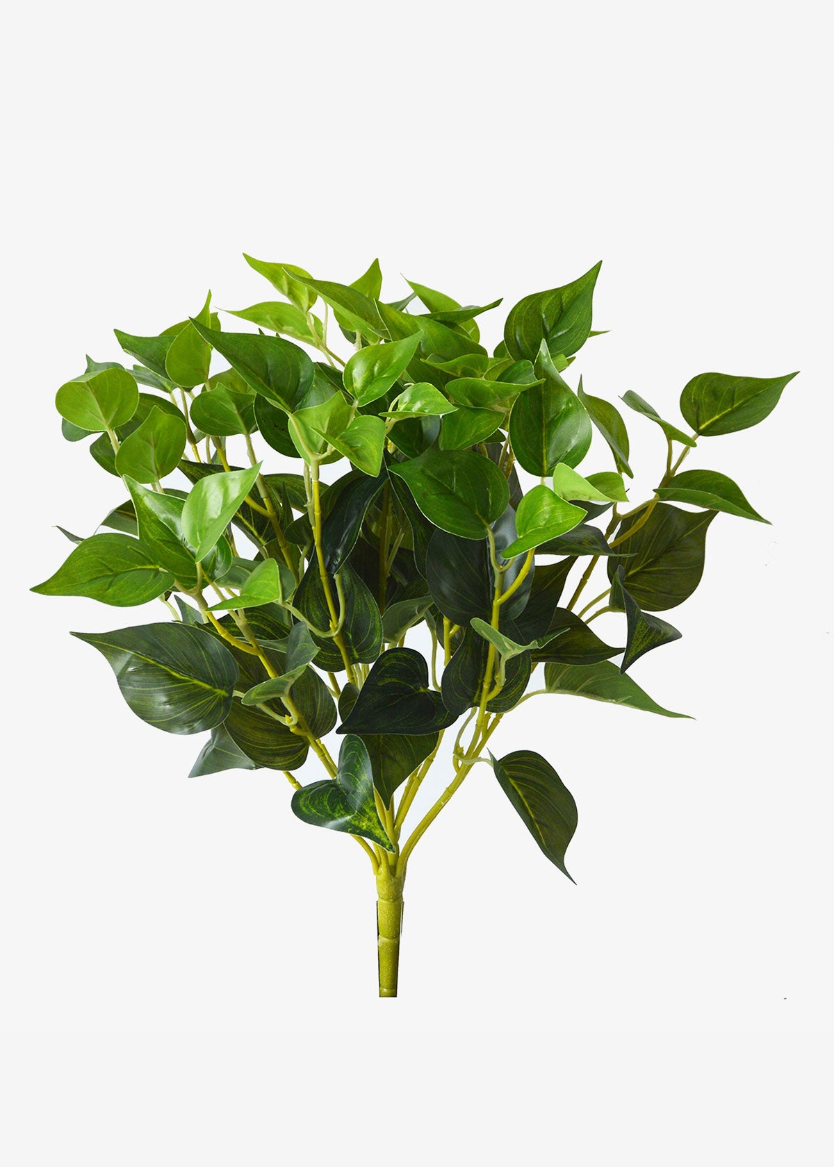 Philodendron Bush