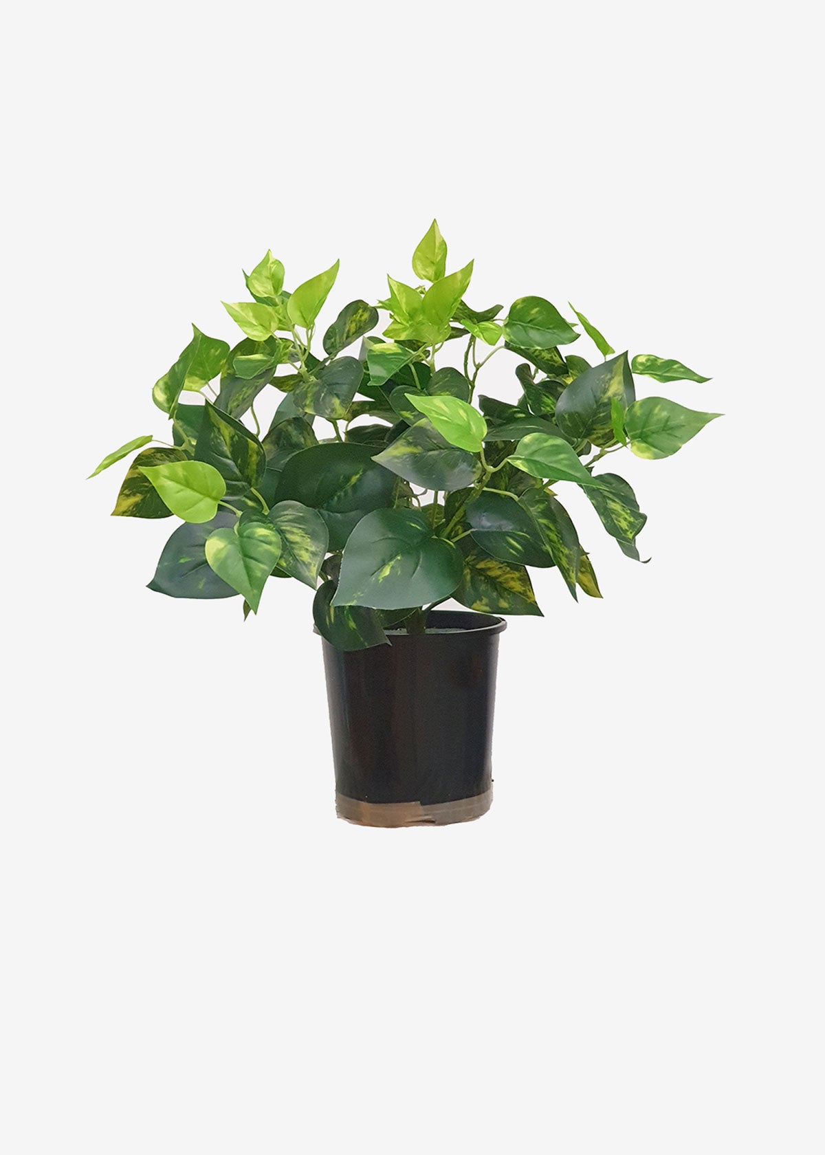 Pothos Bush