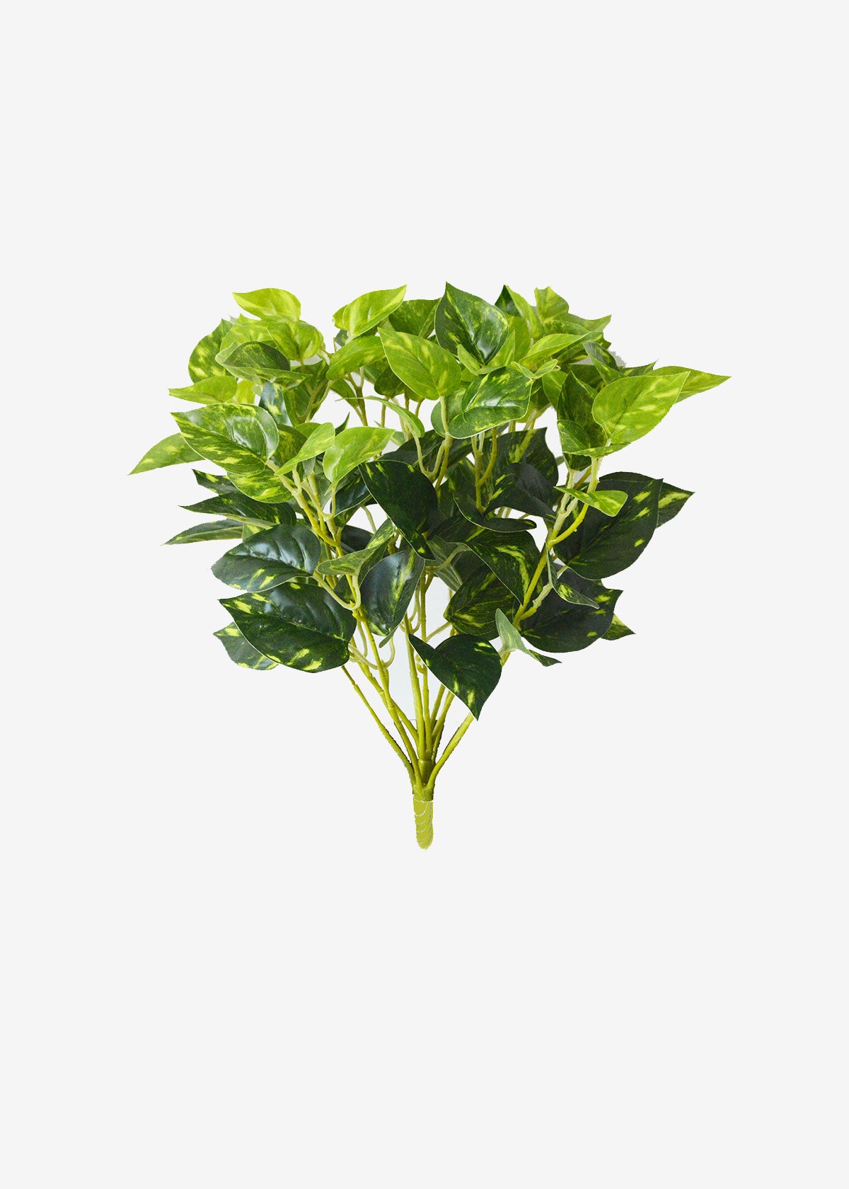 Pothos Bush