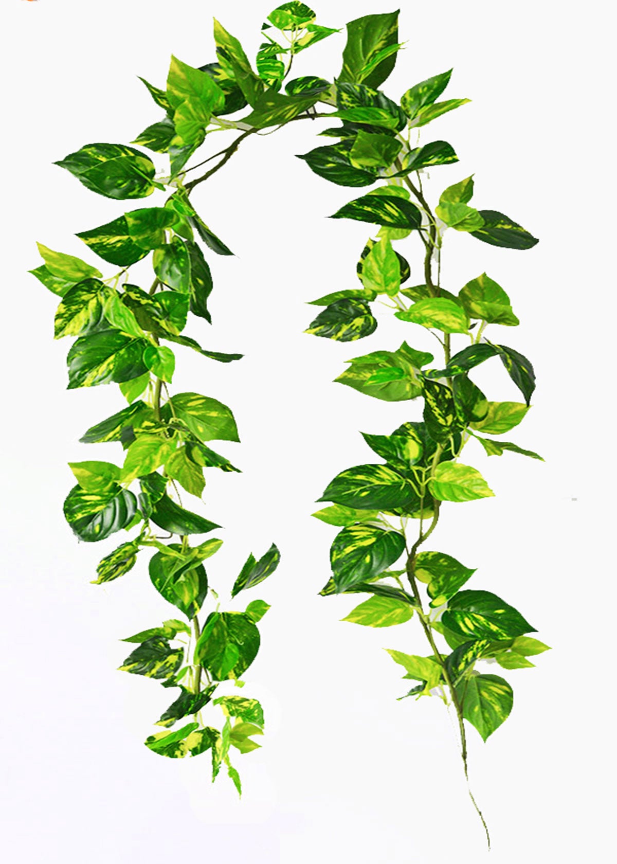 Pothos Garland