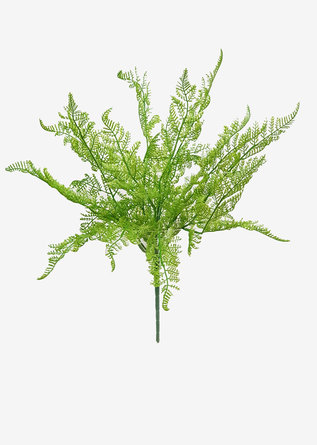 Spring Fern Bush