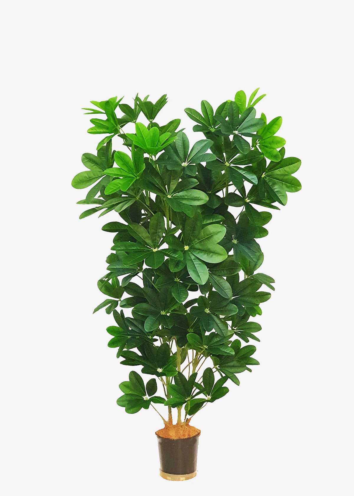 Umbrella Tree – Perfect Plants